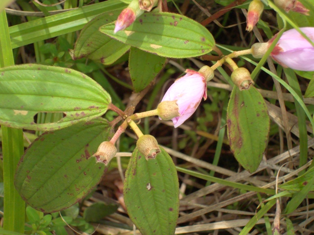 «ö¦¹¦b·sµøµ¡ÂsÄý¹Ï¤ù