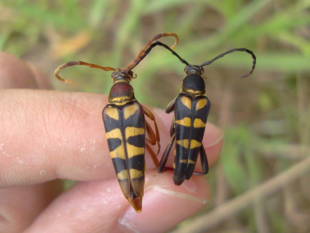 «ö¦¹¦b·sµøµ¡ÂsÄý¹Ï¤ù