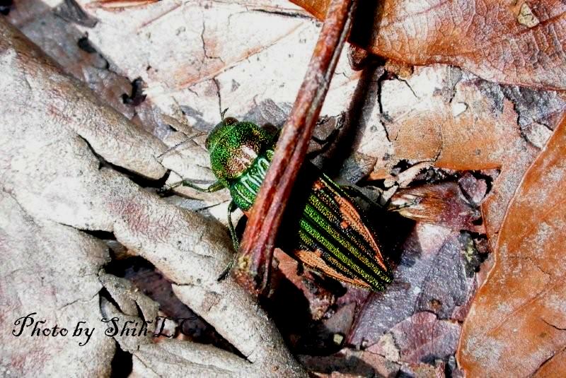 «ö¦¹¦b·sµøµ¡ÂsÄý¹Ï¤ù