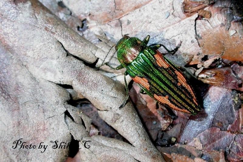 «ö¦¹¦b·sµøµ¡ÂsÄý¹Ï¤ù