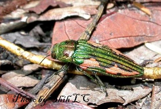 «ö¦¹¦b·sµøµ¡ÂsÄý¹Ï¤ù