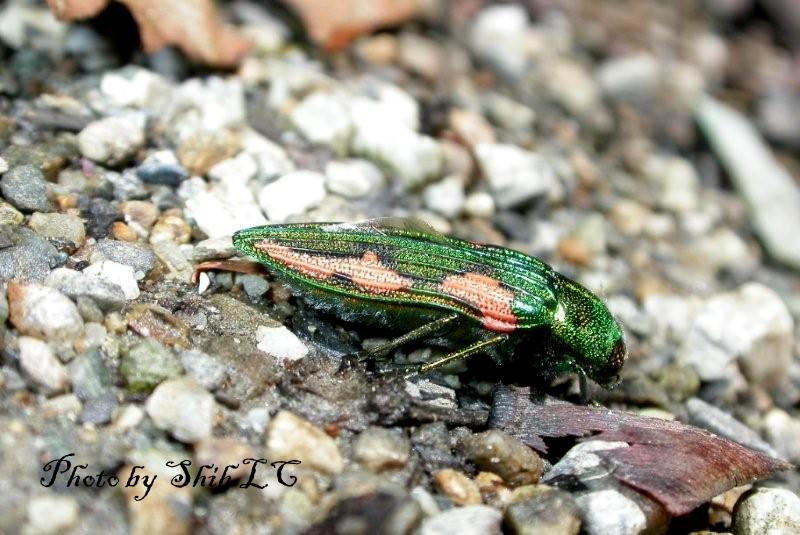 «ö¦¹¦b·sµøµ¡ÂsÄý¹Ï¤ù