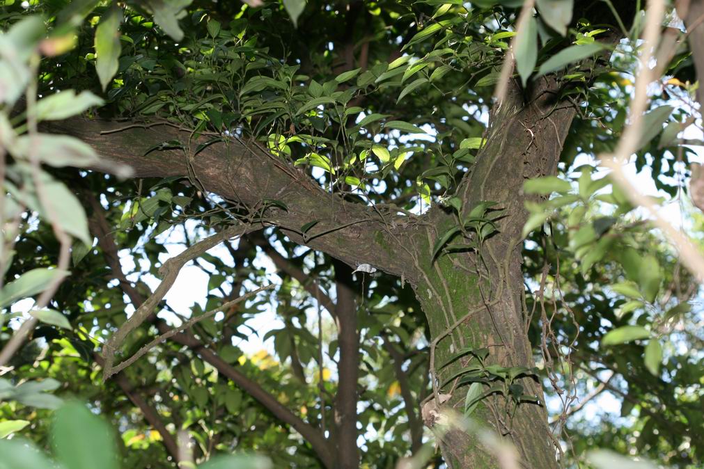 按此在新視窗瀏覽圖片