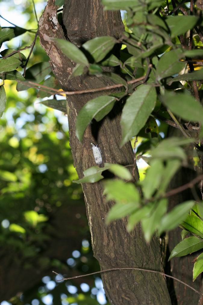 按此在新視窗瀏覽圖片