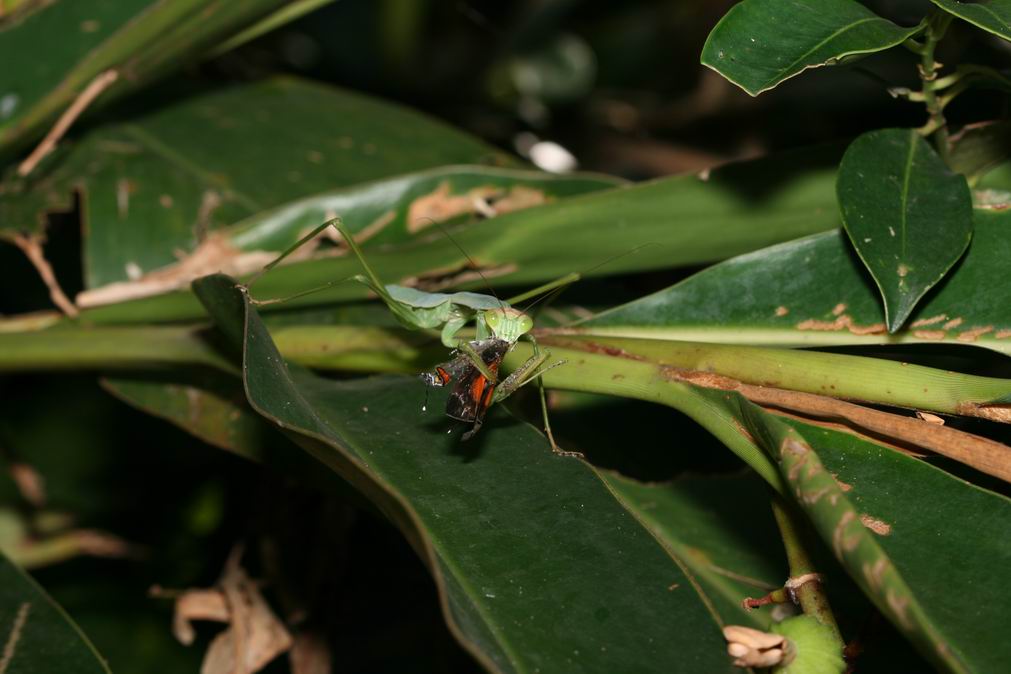 按此在新視窗瀏覽圖片