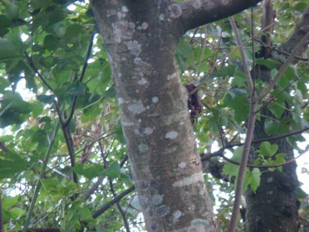 按此在新視窗瀏覽圖片