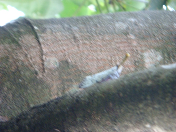 按此在新視窗瀏覽圖片