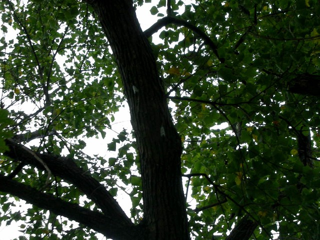 按此在新視窗瀏覽圖片