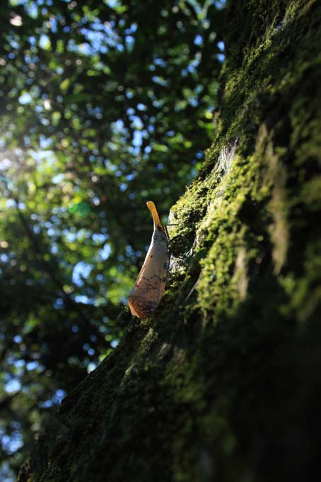 按此在新視窗瀏覽圖片