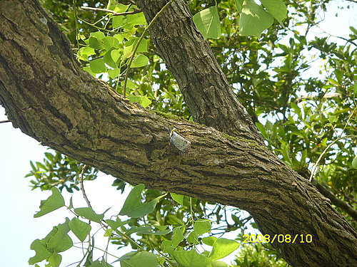 按此在新視窗瀏覽圖片