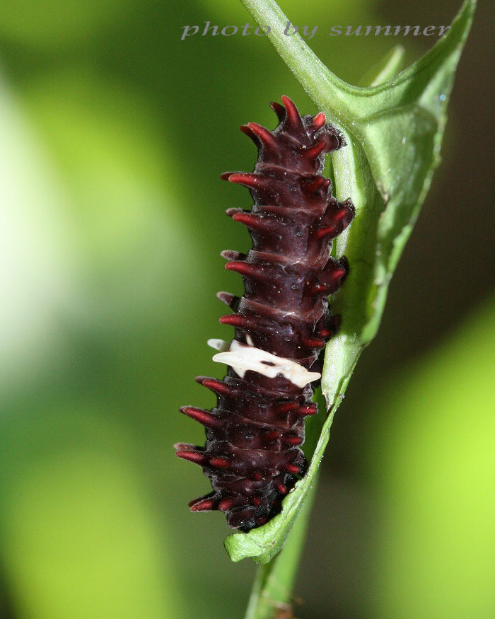 按此在新視窗瀏覽圖片