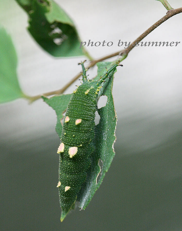 按此在新視窗瀏覽圖片