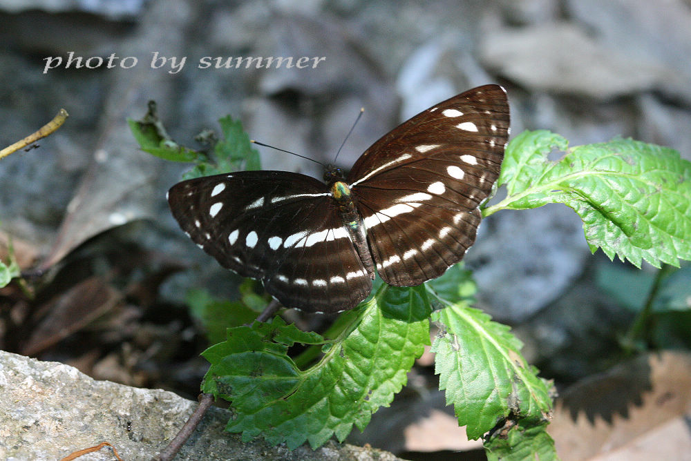 按此在新視窗瀏覽圖片