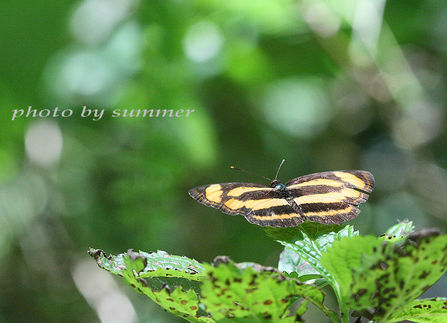 按此在新視窗瀏覽圖片