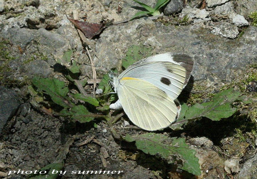 按此在新視窗瀏覽圖片