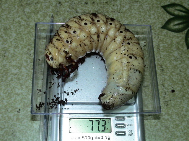 按此在新視窗瀏覽圖片