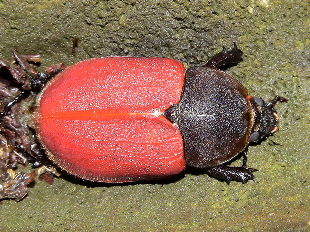 按此在新視窗瀏覽圖片