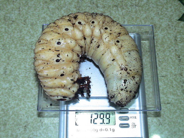 按此在新視窗瀏覽圖片