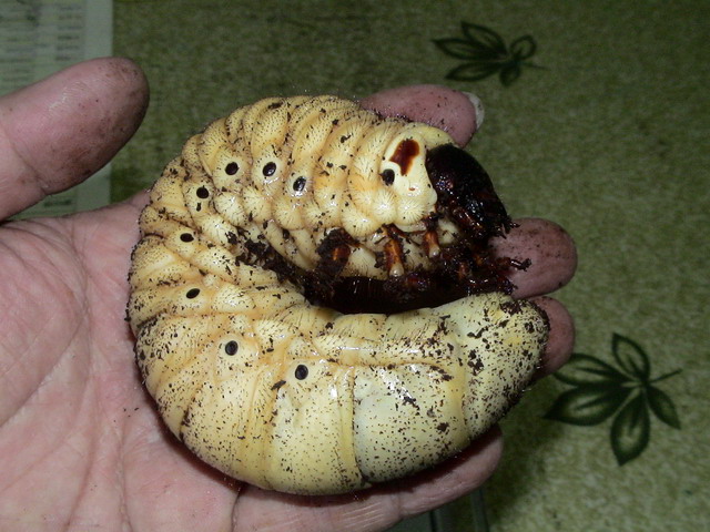 按此在新視窗瀏覽圖片