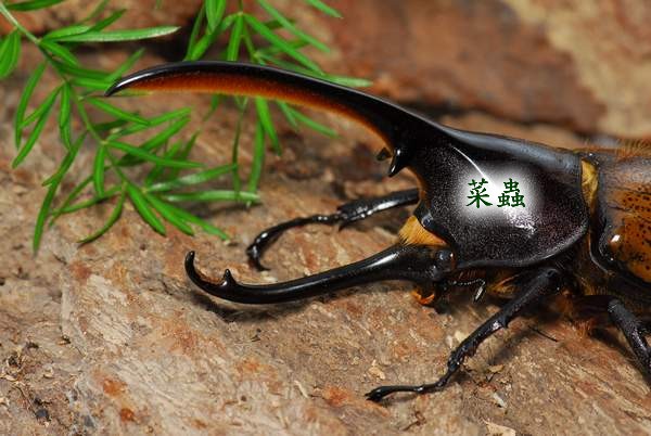 按此在新視窗瀏覽圖片