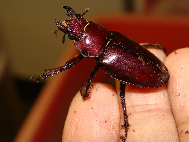 按此在新視窗瀏覽圖片