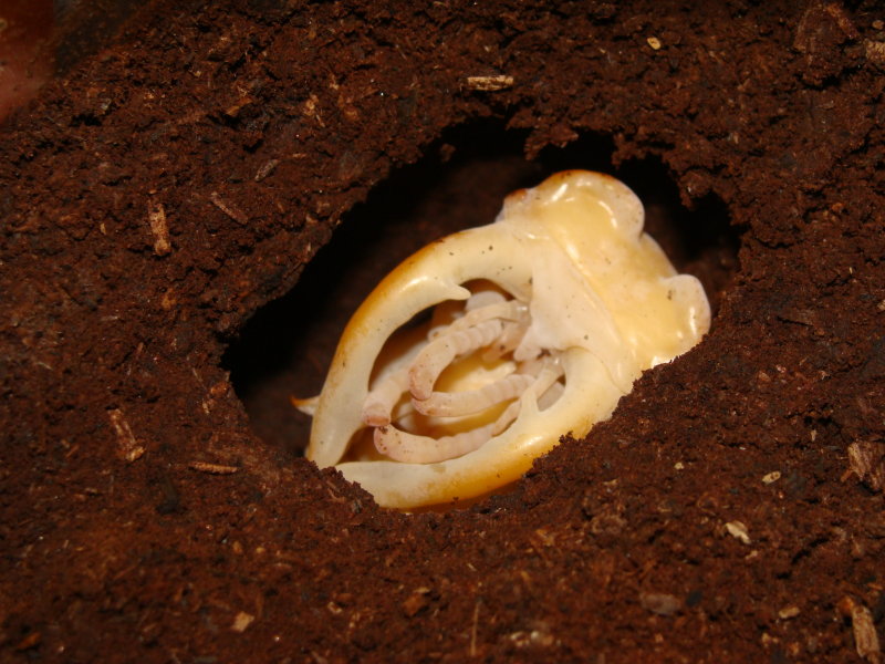 按此在新視窗瀏覽圖片