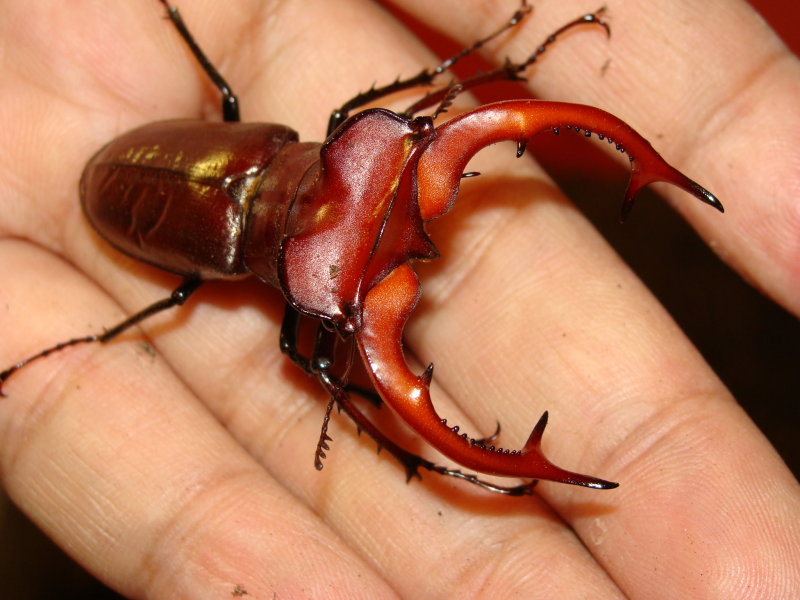 按此在新視窗瀏覽圖片