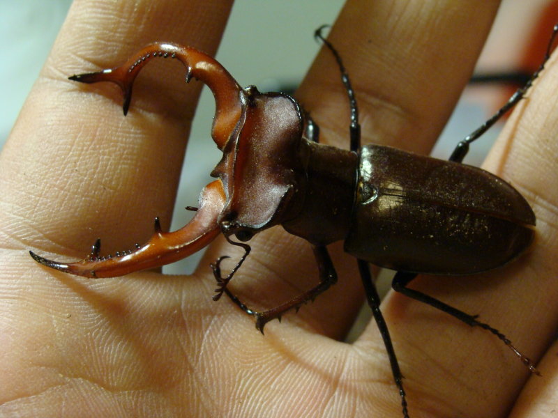 按此在新視窗瀏覽圖片