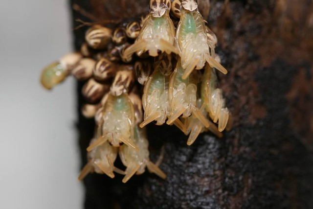 按此在新視窗瀏覽圖片