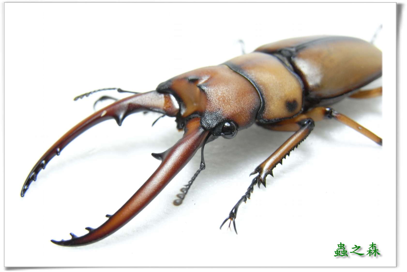 按此在新視窗瀏覽圖片