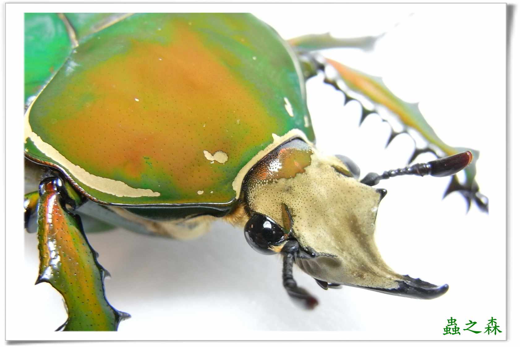 按此在新視窗瀏覽圖片