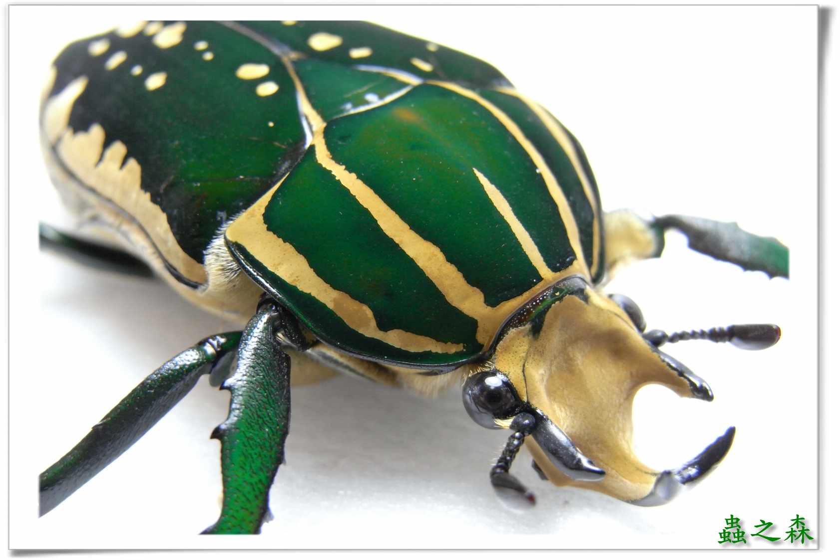 按此在新視窗瀏覽圖片