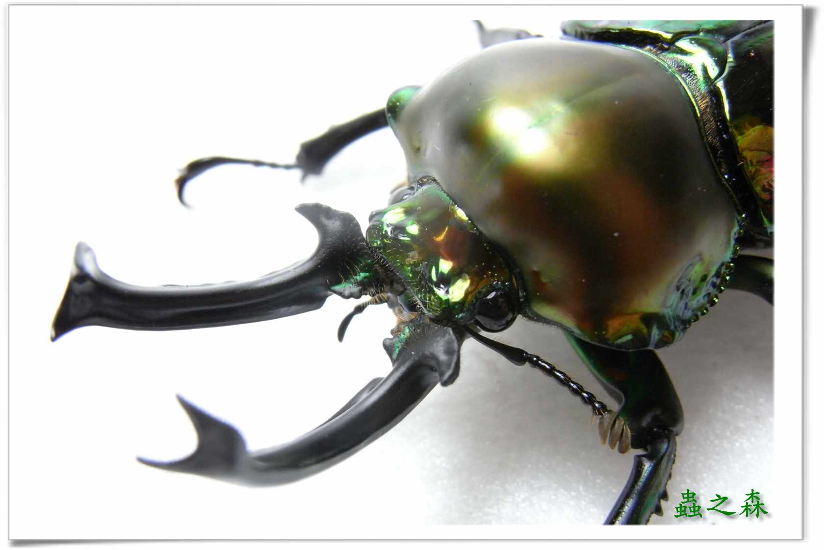 按此在新視窗瀏覽圖片