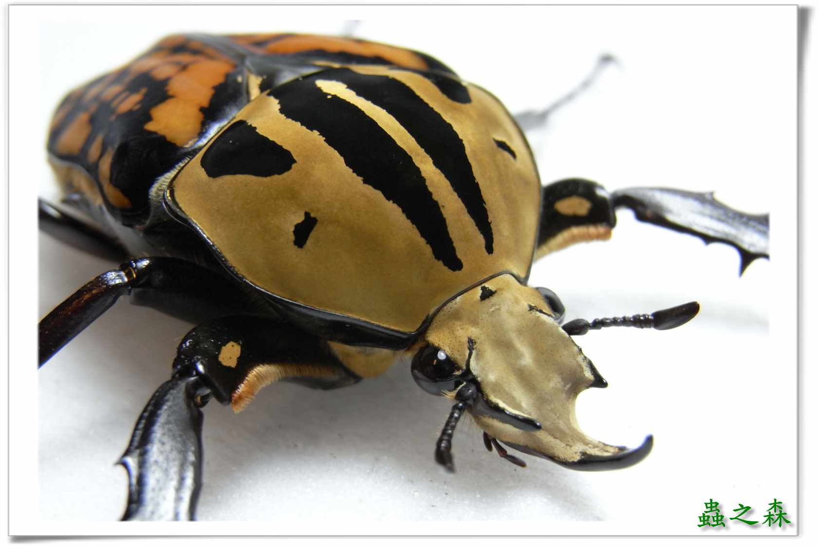 按此在新視窗瀏覽圖片