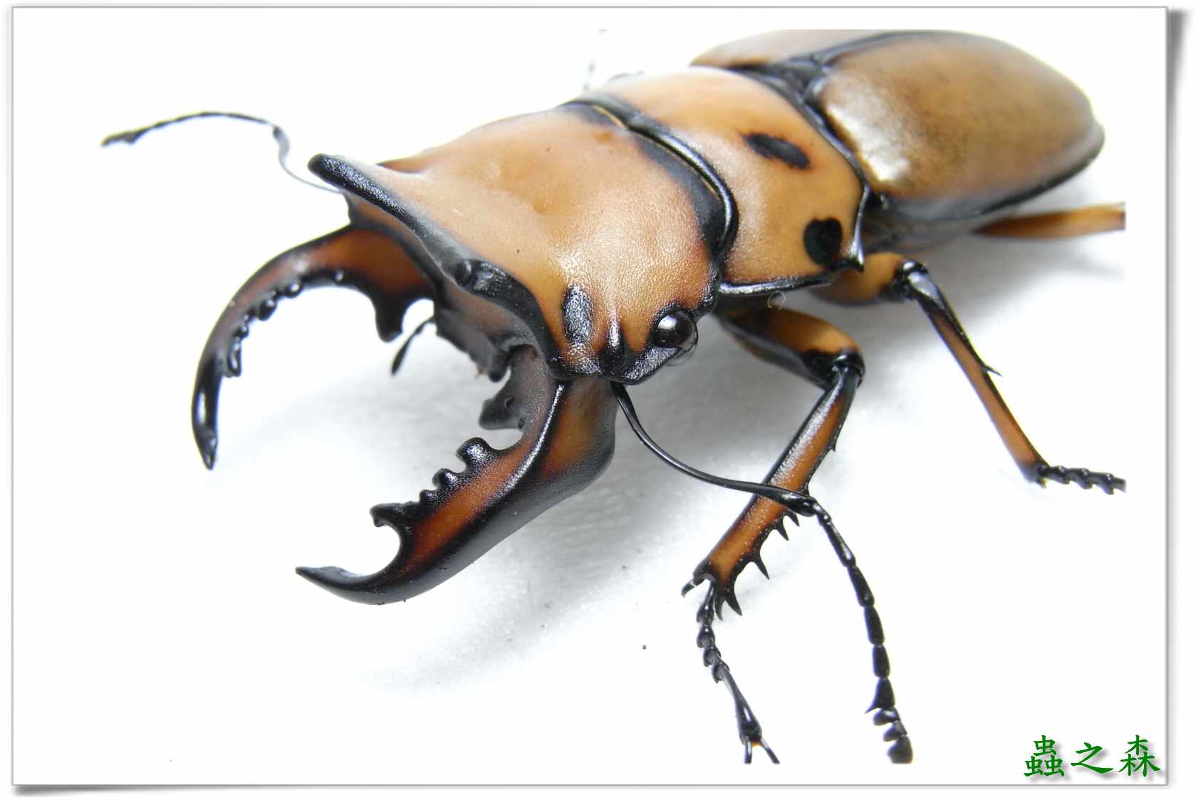 按此在新視窗瀏覽圖片