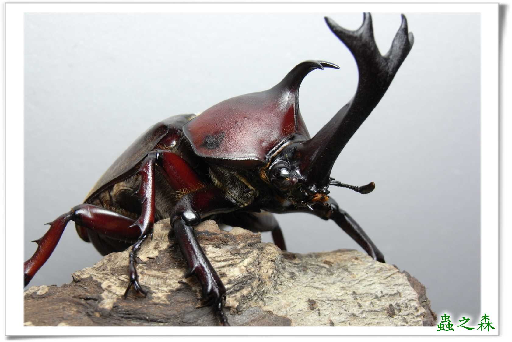 按此在新視窗瀏覽圖片