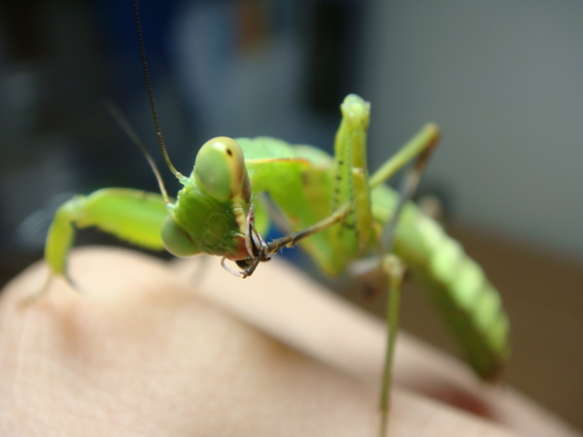 按此在新視窗瀏覽圖片