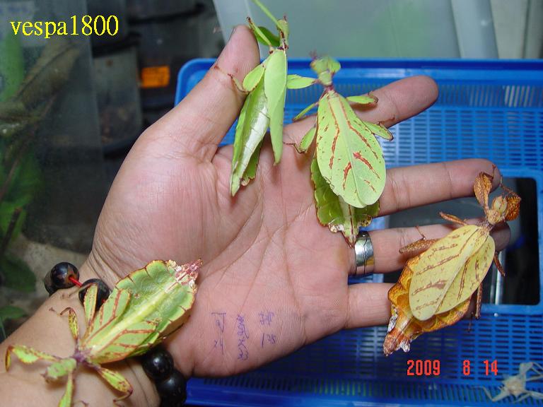 按此在新視窗瀏覽圖片