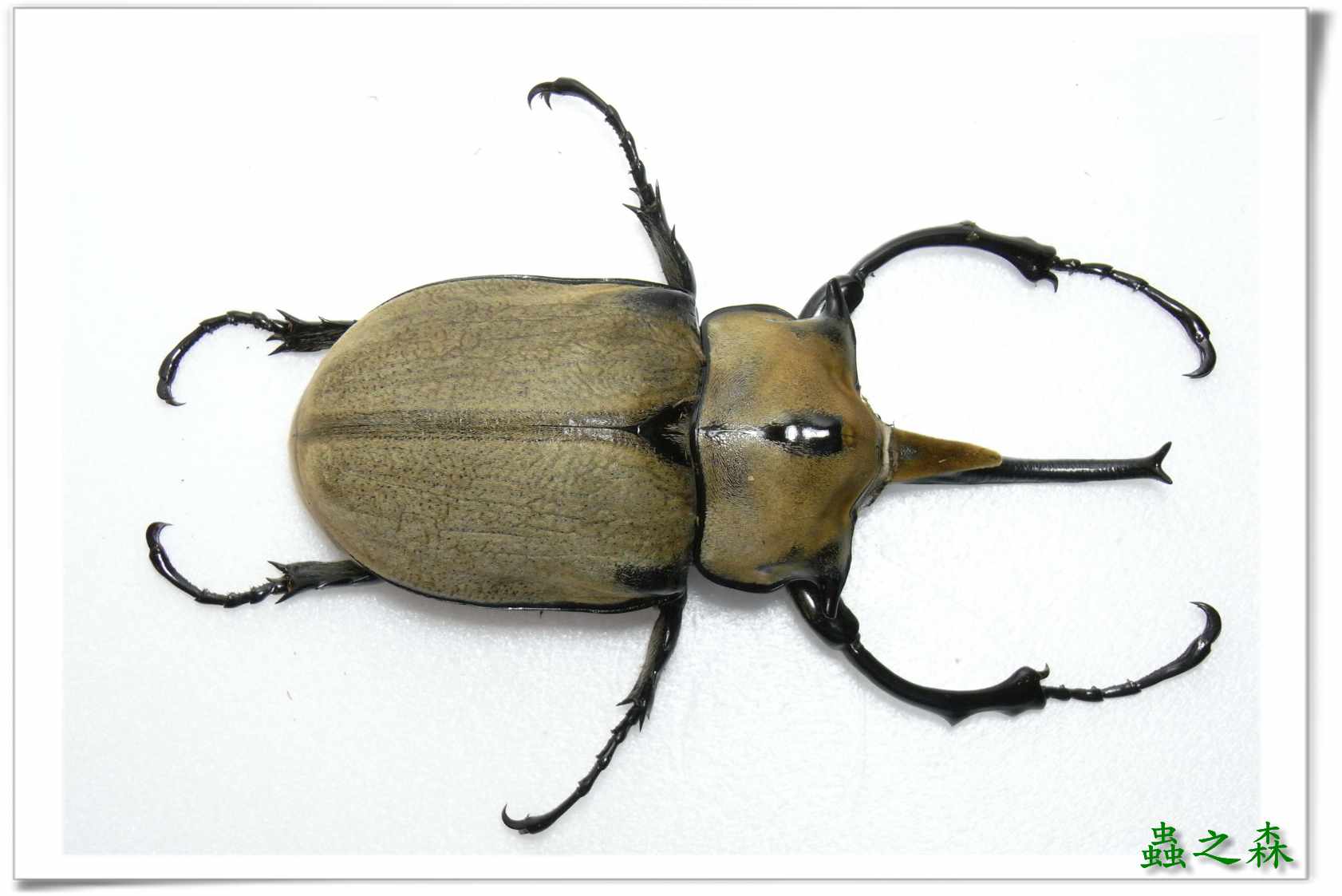 按此在新視窗瀏覽圖片