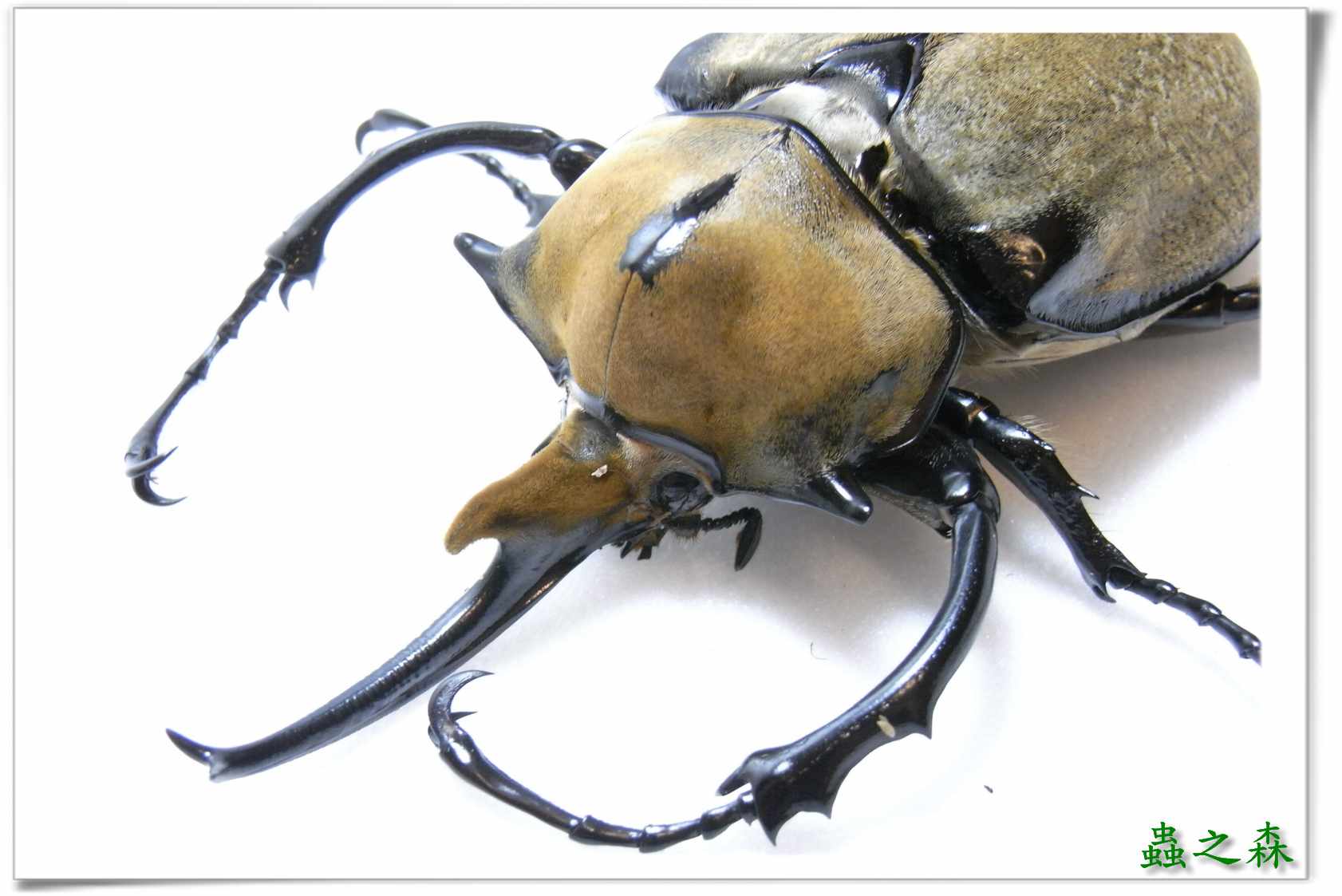 按此在新視窗瀏覽圖片