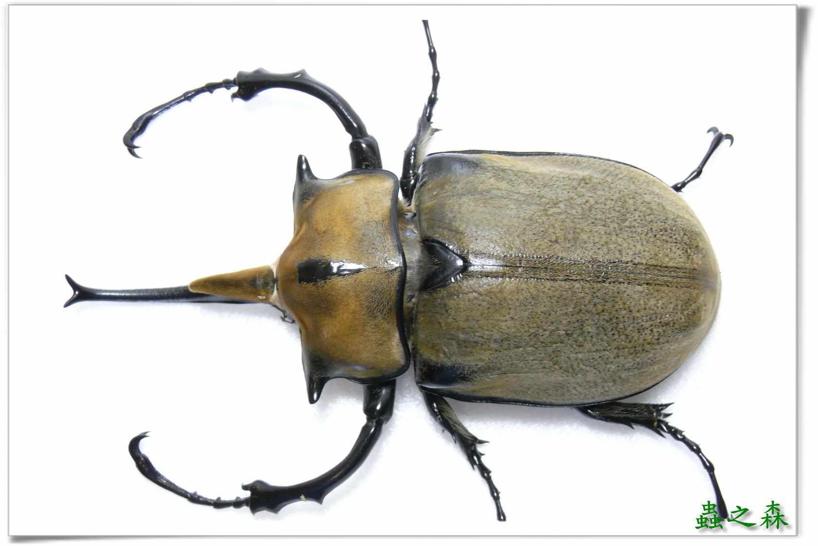 按此在新視窗瀏覽圖片