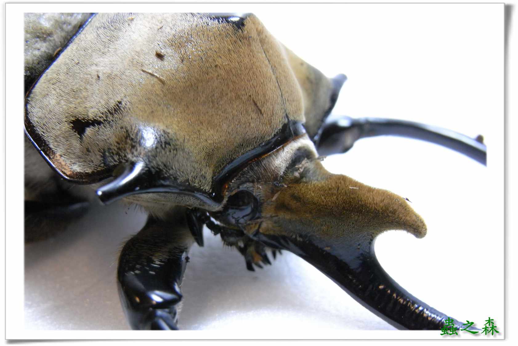 按此在新視窗瀏覽圖片