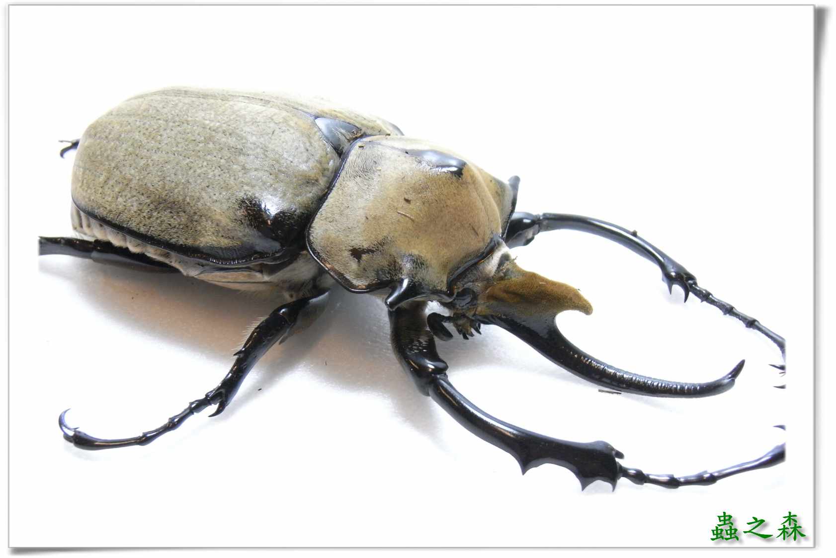 按此在新視窗瀏覽圖片