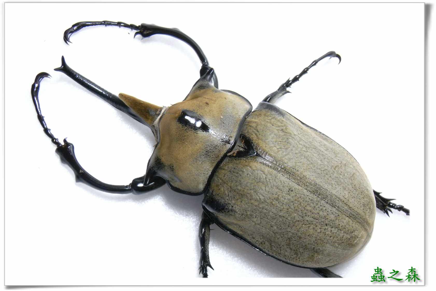 按此在新視窗瀏覽圖片