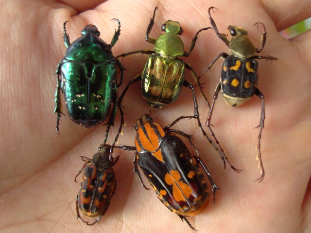 按此在新視窗瀏覽圖片