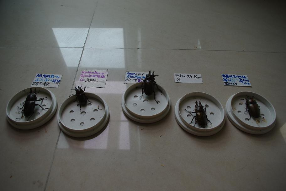 按此在新視窗瀏覽圖片