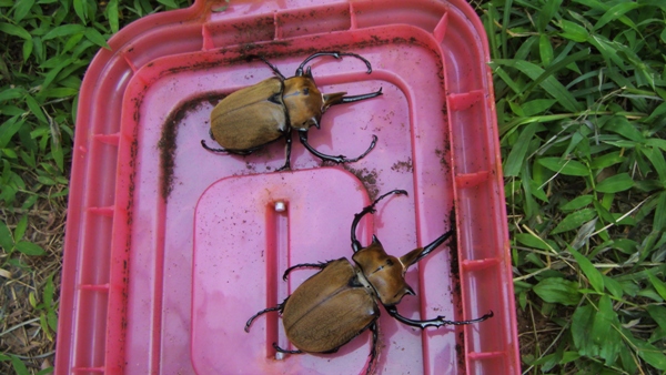 按此在新視窗瀏覽圖片