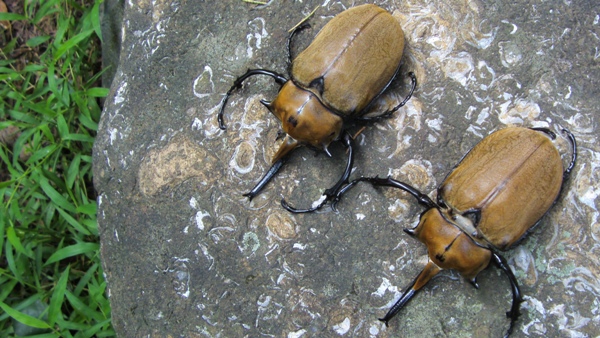 按此在新視窗瀏覽圖片