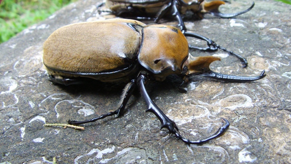 按此在新視窗瀏覽圖片