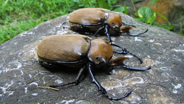 按此在新視窗瀏覽圖片